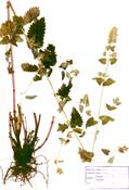 wild mint